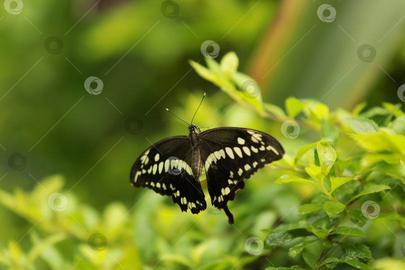 Скачать Гигантский ласточкин хвост (Papilio cresphontes) на зеленом фоне, место для текста фотосток Ozero
