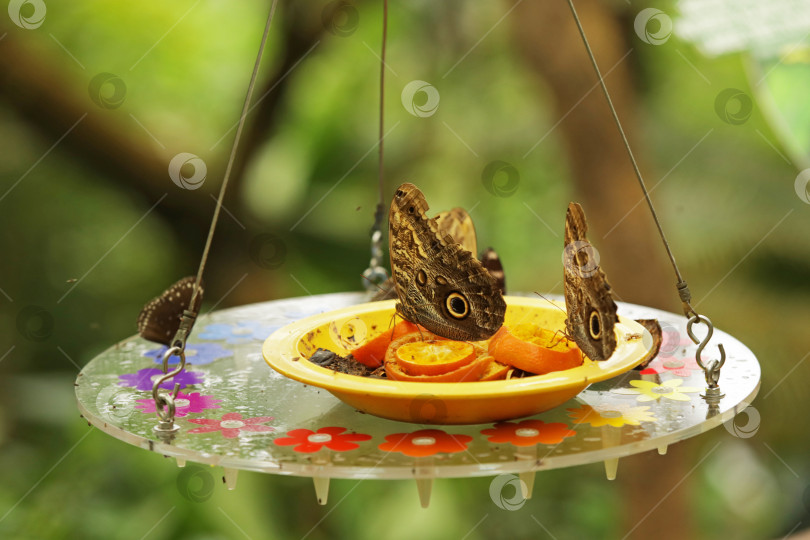 Скачать Коричневые бабочки на пункте кормления. Крупный план бабочек-совят, поедающих апельсиновые дольки на тарелке. фотосток Ozero