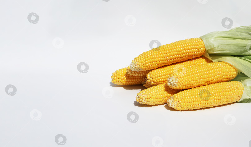 Скачать Спелая кукуруза в початках на белом фоне, экологически чистая кукуруза домашнего приготовления. Место для текста фотосток Ozero