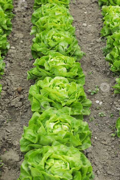 Скачать Выращивание свежего зеленого салата в полевых условиях, экологически чистое выращивание зеленого салата в полевых условиях. Сбор урожая фотосток Ozero
