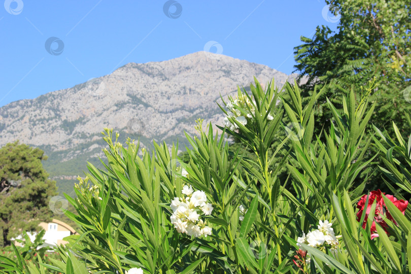 Скачать Цветы на фоне горы фотосток Ozero