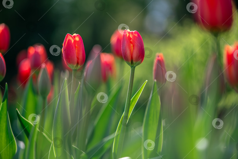Скачать множество красивых красных тюльпанов на фоне весенней природы фотосток Ozero