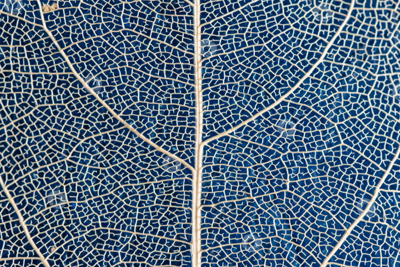 Скачать макросъемка, естественный растительный фон в виде скелетированного листа светло-бежевого цвета на голубом фоне, крупным планом фотосток Ozero