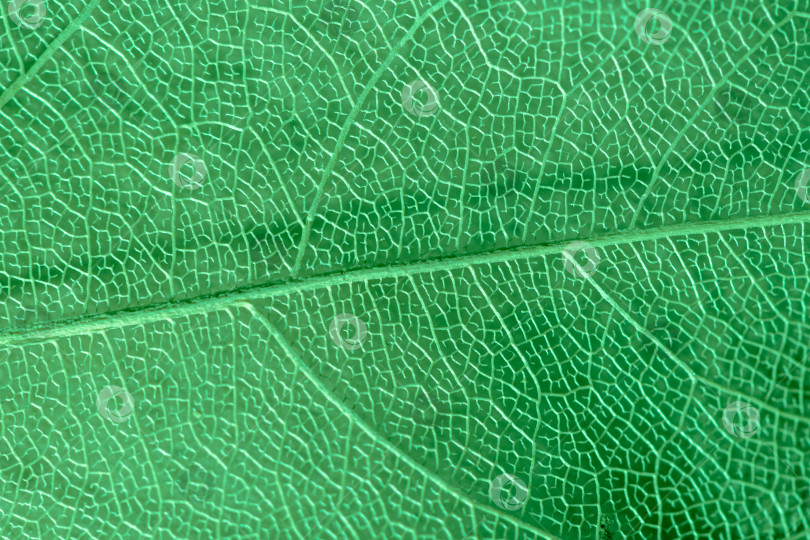 Скачать макросъемка, естественный растительный фон в виде скелетированного листа зеленого цвета, крупным планом фотосток Ozero