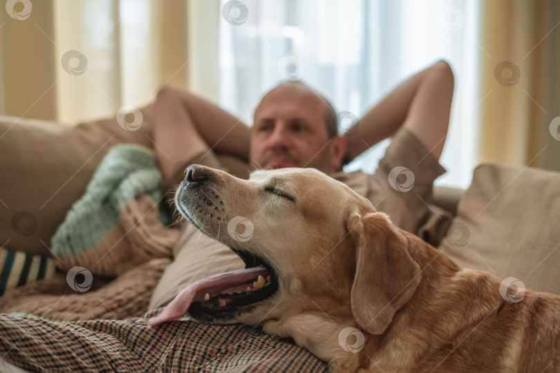 Скачать Очаровательная собачка лабрадор со своим хозяином отдыхают вместе, лежа на диване фотосток Ozero