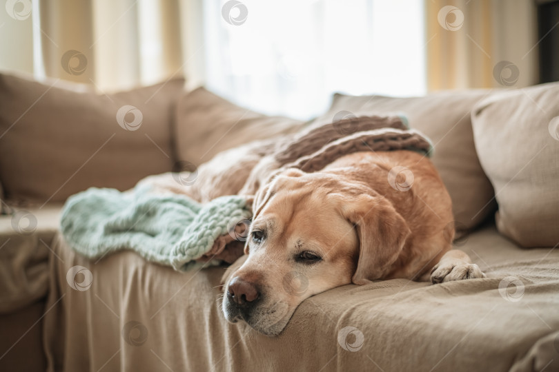 Скачать очаровательный пес лабрадор спит дома на диване, укрывшись одеялом. дом, уют, семья фотосток Ozero