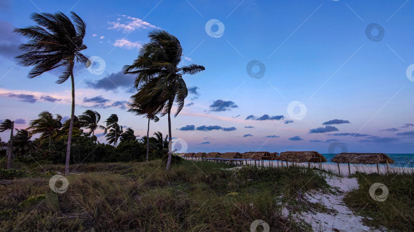 Скачать Выход на пляж к океану по пешеходной дорожке, окруженной пальмами, вечером на закате. Фотосъемка тропических морских пейзажей в вертикальном формате для туризма. Куба, Кайо-Коко фотосток Ozero