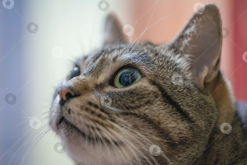 Скачать мордочка полосатой кошки с большими глазами, крупный план, мягкий фокус фотосток Ozero