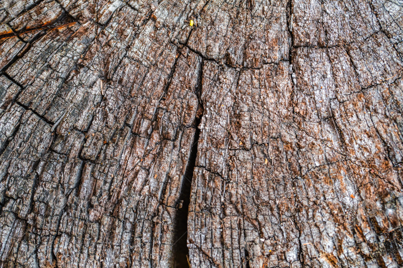 Скачать старый деревянный срез с трещинами, абстрактная текстура фотосток Ozero