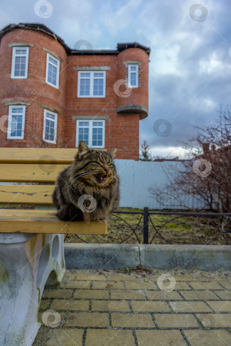 Скачать полосатый пушистый бездомный кот сидит на скамейке фотосток Ozero