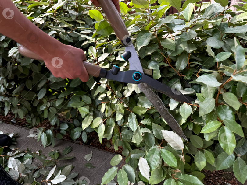 Скачать Крупный план мужчины, использующего садовые ножницы для обрезки и придания формы пышному зеленому плющу, сосредоточенного на уходе за растениями и ландшафтом, садоводстве на открытом воздухе в солнечный день. фотосток Ozero