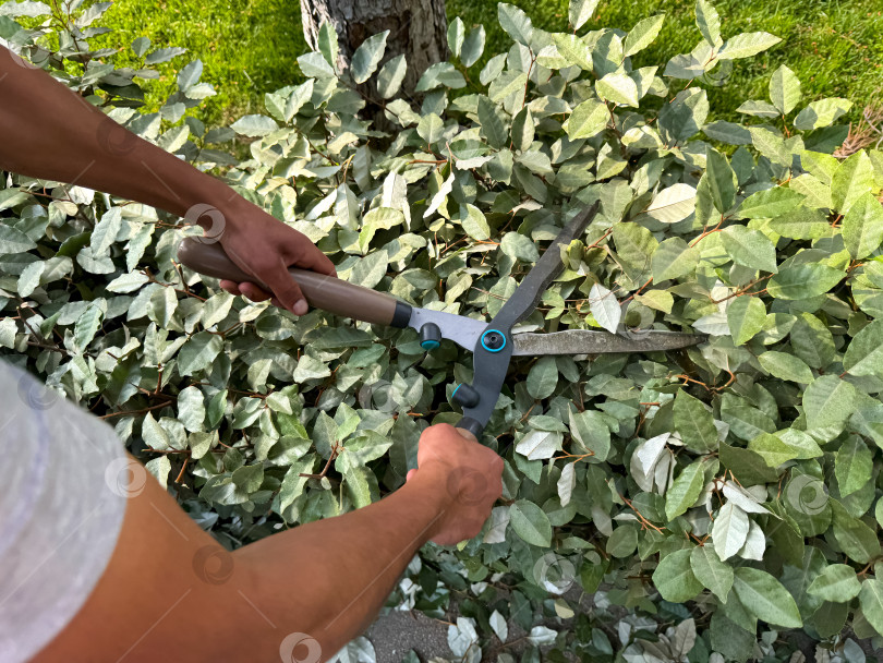 Скачать Мужчина подрезает зеленые листья плюща садовыми ножницами при солнечном свете, концепция садоводства на открытом воздухе. Крупным планом руки подрезают густую листву, поддерживая здоровье растений. фотосток Ozero
