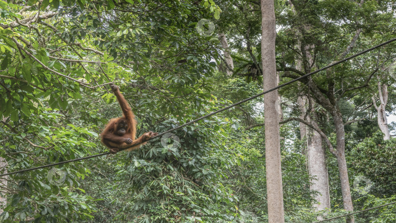 Скачать Обезьяна-орангутанг сидит на канате в причудливой позе фотосток Ozero
