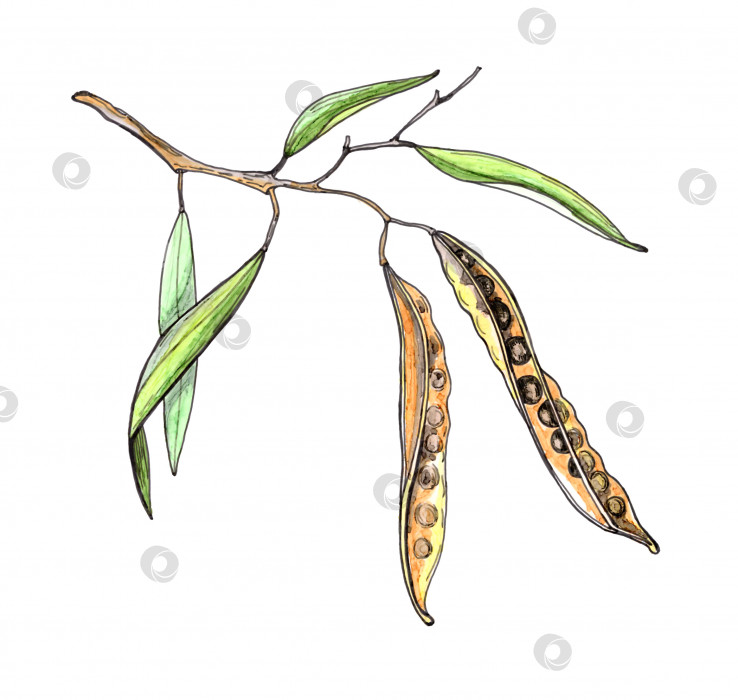 Скачать Стручок семян канолы, веточка фасоли канолы, выделенная на белом фоне фотосток Ozero