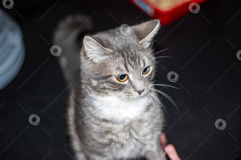 Скачать Крупный план кошачьих с усами и мехом, смотрящих в камеру фотосток Ozero