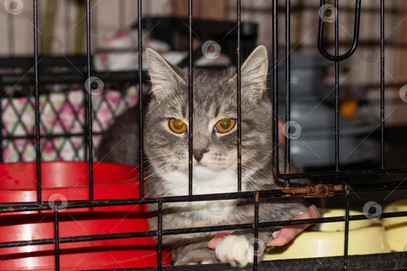 Скачать Хищный кот семейства кошачьих с усами, стоящий за сетчатой клеткой и смотрящий в камеру фотосток Ozero