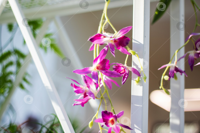 Скачать Пурпурное цветущее растение украшает белую изгородь свисающими лепестками фотосток Ozero