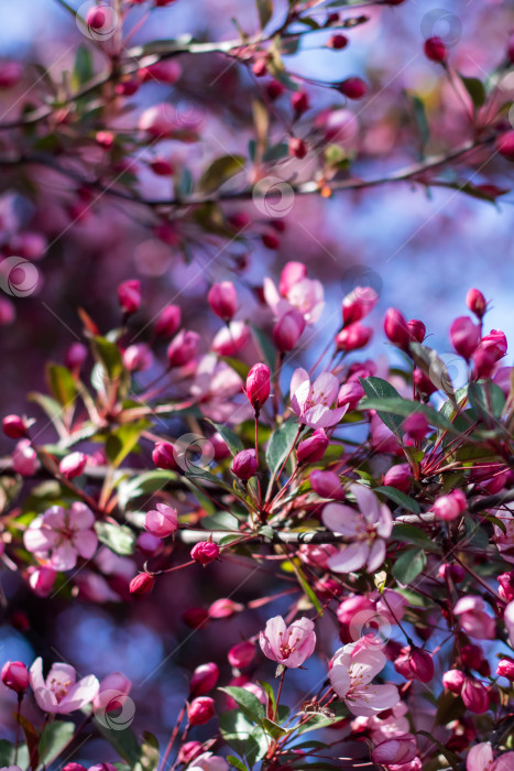 Скачать Крупным планом розово-белое цветущее вишневое дерево фотосток Ozero