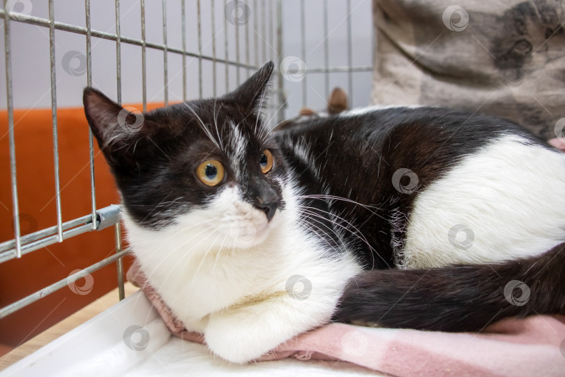 Скачать Черно-белая кошка отдыхает на мягком розовом одеяле фотосток Ozero