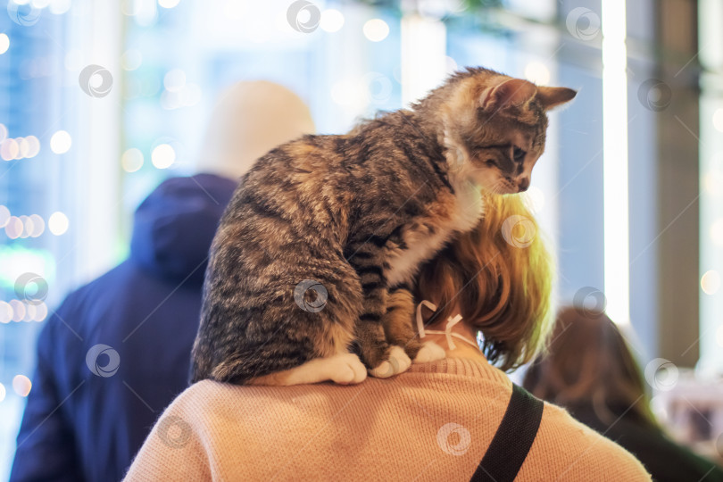 Скачать Серый котенок на плече женщины крупным планом фотосток Ozero