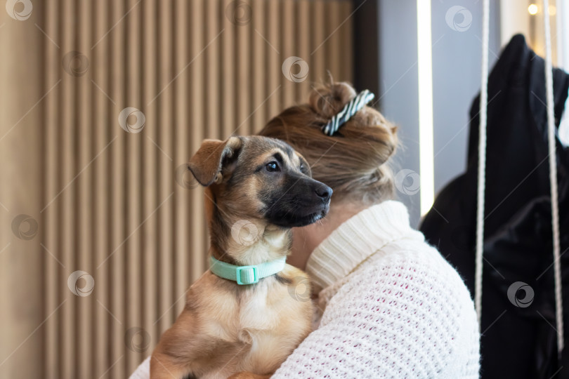 Скачать Коричневый щенок на руках у женщины фотосток Ozero
