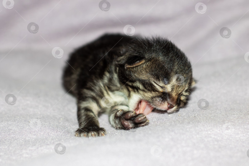 Скачать Маленькая кошачья кошка с усами лежит на белом одеяле фотосток Ozero