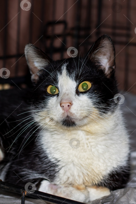 Скачать Вид кошачьих, черно-белая кошка с зелеными глазами, в клетке фотосток Ozero