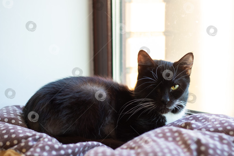 Скачать Серая бомбейская кошка с усами, лежащая на кровати у окна фотосток Ozero