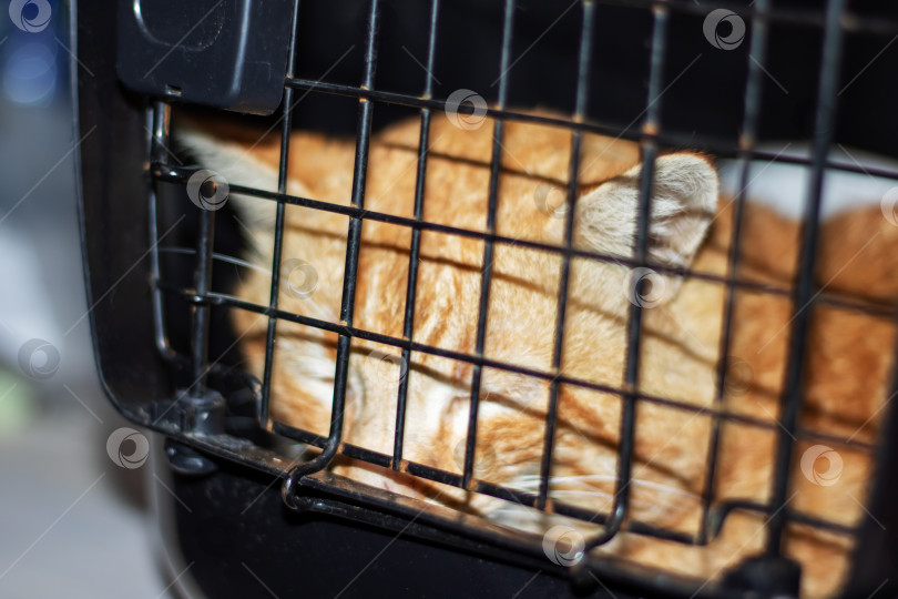 Скачать Оранжевый хищный кот дремлет в металлической клетке с черно-белой решеткой фотосток Ozero