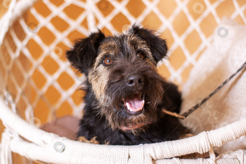 Скачать Палевый сетчатый терьер - спортивная собака, отдыхающая в гамаке, верный компаньон фотосток Ozero