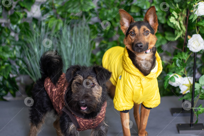 Скачать две собаки в желтых куртках стоят рядом друг с другом фотосток Ozero