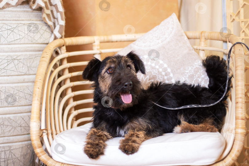 Скачать Палевый сетчатый терьер - спортивная собака, отдыхающая в гамаке, верный компаньон фотосток Ozero