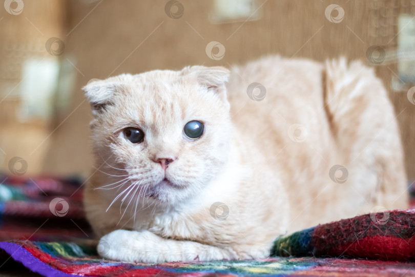 Скачать Хищная кошка семейства кошачьих нежится на клетчатом одеяле на диване фотосток Ozero