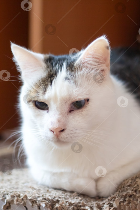 Скачать Ситцевый кошачий кот уютно устроился на когтеточке, так что были видны усы и шерсть фотосток Ozero