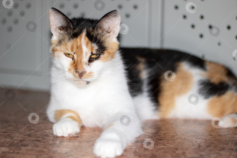 Скачать Пестрый кот с усами и шерстью лежит на полу и пристально смотрит в камеру фотосток Ozero