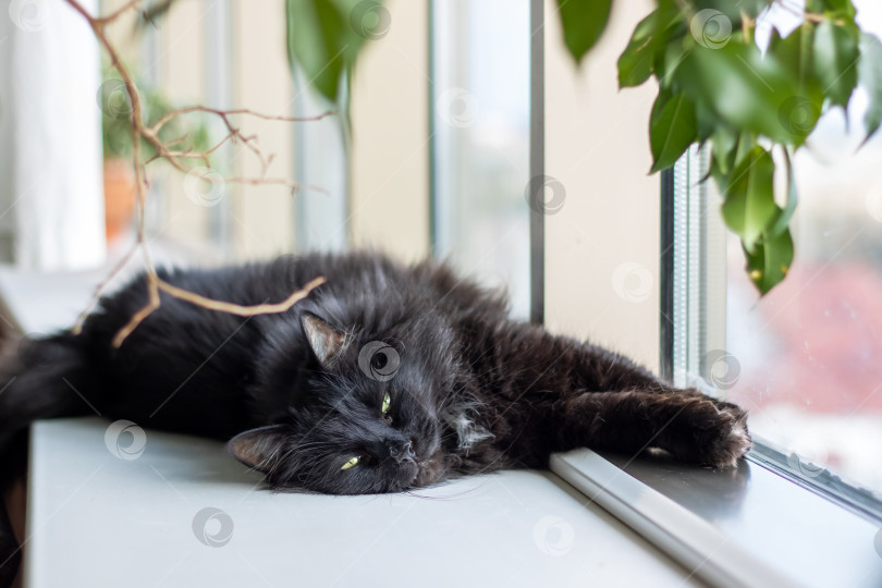 Скачать Бомбейская кошка с блестящей черной шерстью развалилась на подоконнике фотосток Ozero