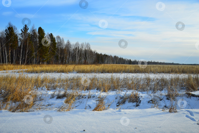Скачать Красивый зимний пейзаж с сухой травой в поле и голубым небом. Природа Восточной Сибири. фотосток Ozero