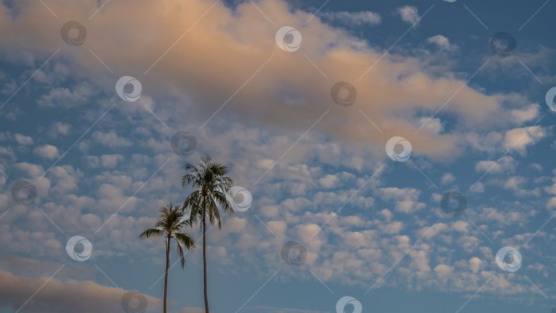Скачать Две высокие кокосовые пальмы на фоне голубого неба. фотосток Ozero