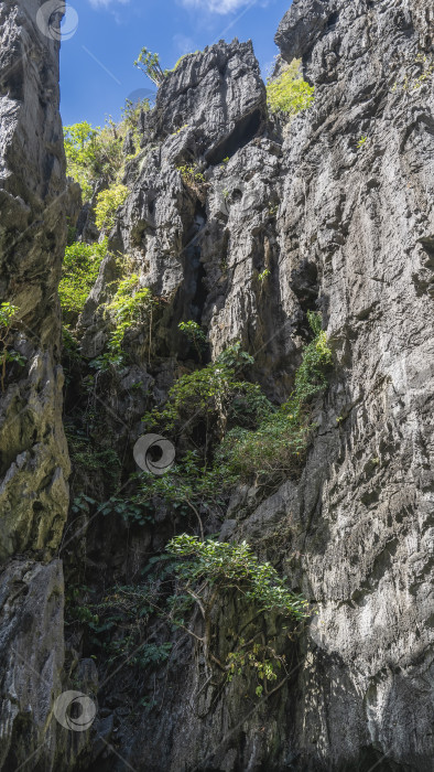 Скачать Высокие крутые карстовые скалы. На серых неровных склонах гор растут тропические деревья. фотосток Ozero
