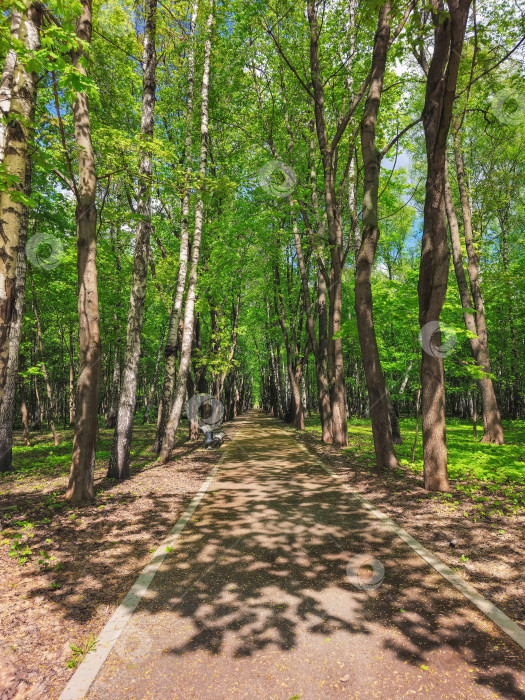 Скачать Освещенная дорожка из деревьев в парке. Яркий весенний парк утром. фотосток Ozero