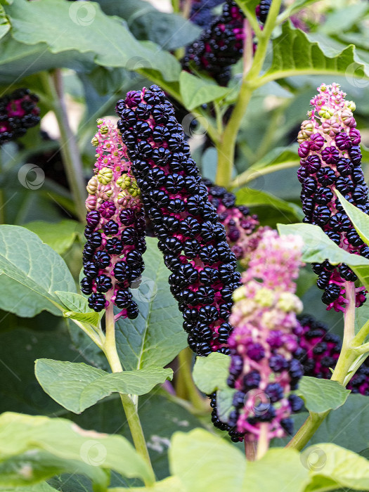 Скачать Индийский поке, phytolacca acinosa крупным планом. Красивые ягоды собраны в группы вдоль стебля на фоне сочных зеленых листьев. фотосток Ozero