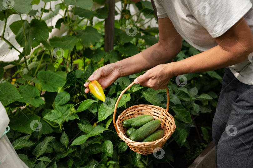 Скачать Улыбающаяся женщина собирает урожай огурцов в теплице фотосток Ozero