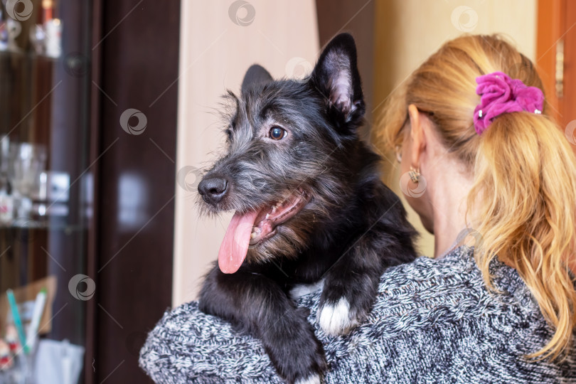 Скачать Маленькая черная собачка на плече женщины крупным планом фотосток Ozero