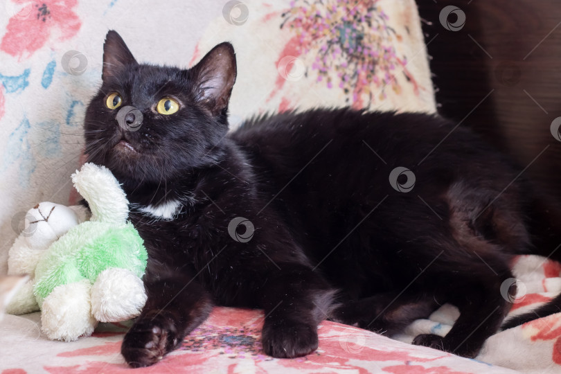 Скачать Большая черная кошка дома, портрет крупным планом фотосток Ozero