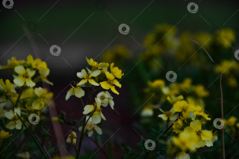 Скачать жёлтый цветок фотосток Ozero