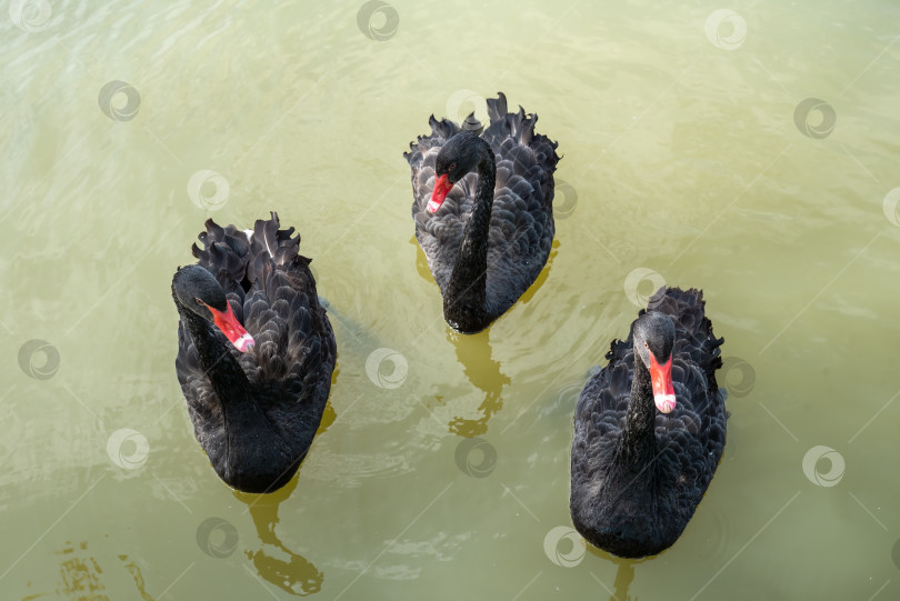 Скачать Три черных лебедя (Cygnus atratus) плавают по озеру в России фотосток Ozero