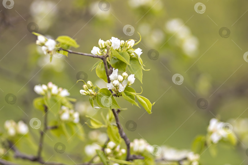 Скачать Красивое грушевое дерево в цвету. Белые цветы и бутоны. Весенний цветущий цветочный фон. фотосток Ozero