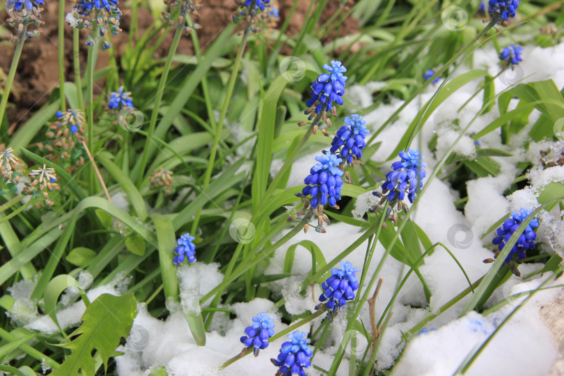 Скачать Синие цветы под снегом фотосток Ozero
