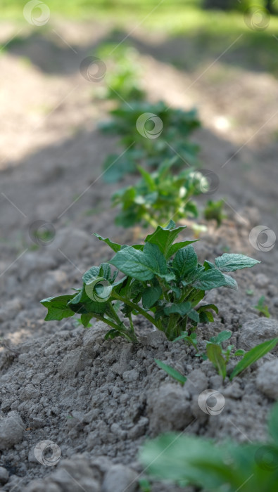 Скачать Ряд рассады молодого картофеля на грядке. Выращивание весной. Концепция бизнес-фермерства. Вертикальный формат фотосток Ozero