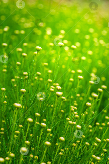 Скачать цветущая трава фотосток Ozero